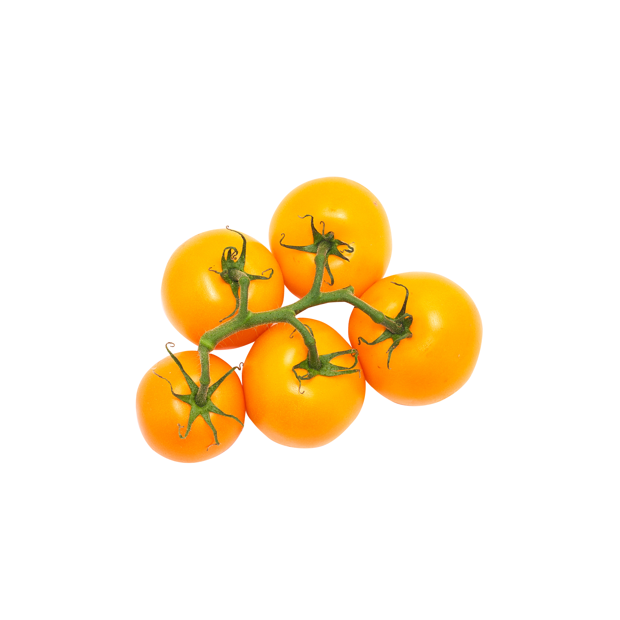 Orange Tomatoes on-the-vine